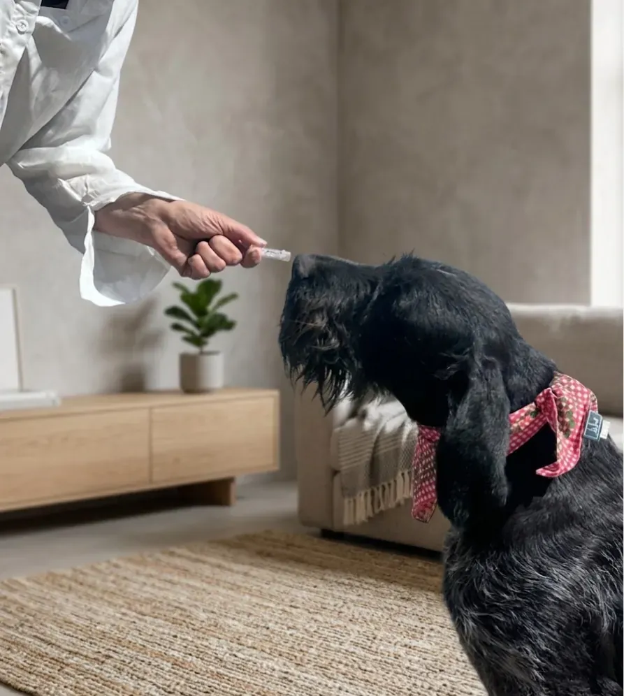 Spürhund beim Training der präzisen Geruchssuche